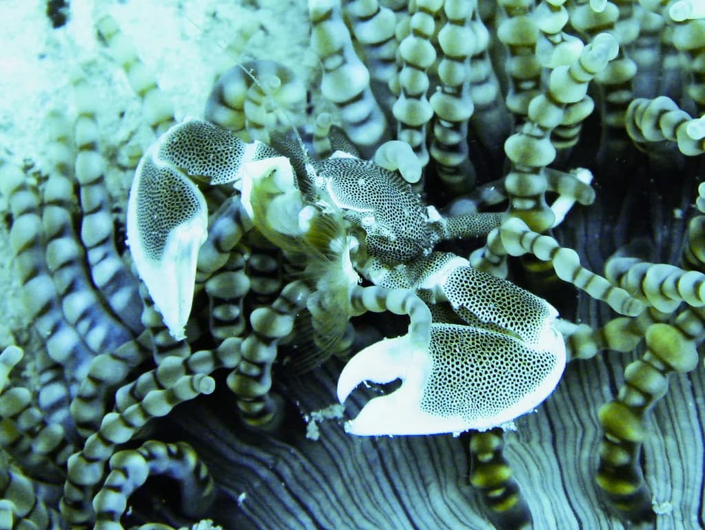 Mnemba Atoll