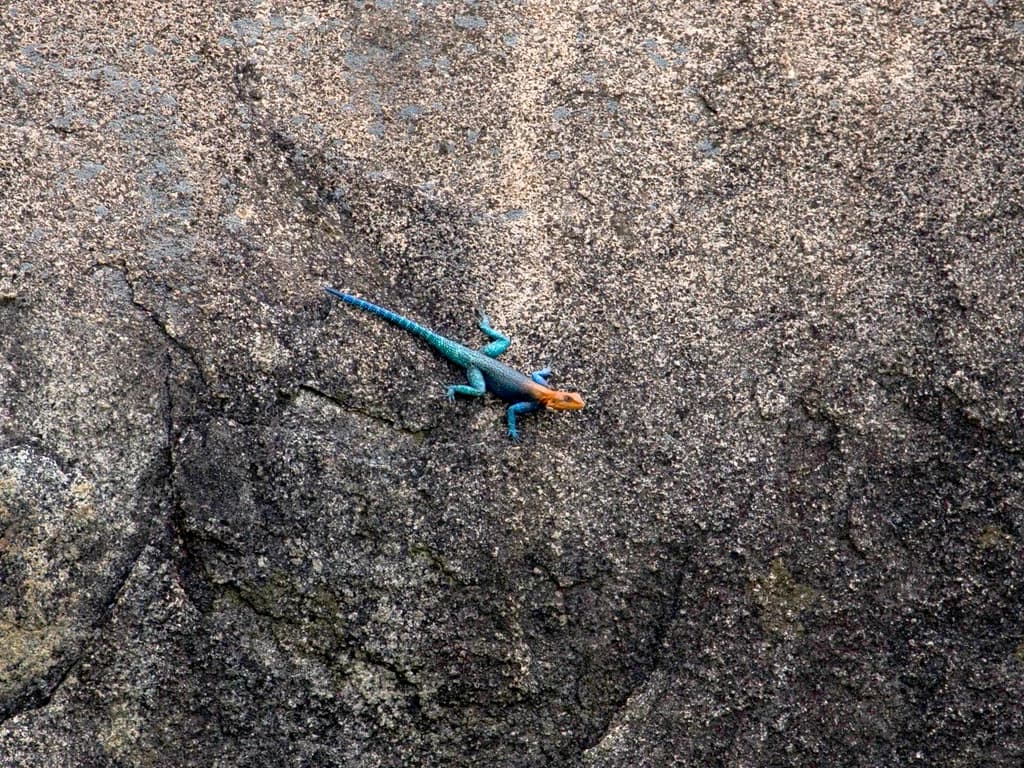 Ruaha National Park