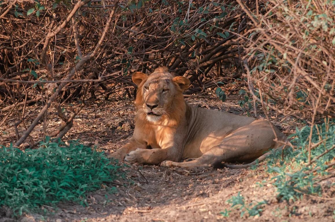 Nyerere National Park (Selous)